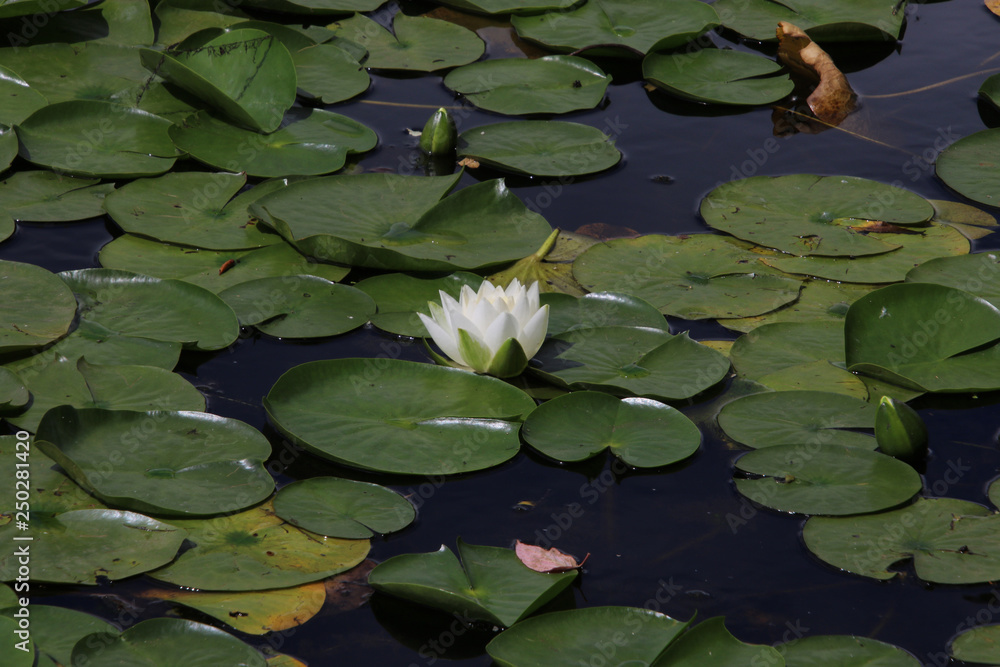 A white water lily with a yellow center A white water lily with a yellow center