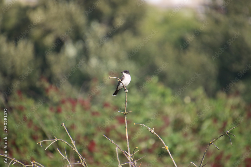 An eastern kingbird perched on the top of a leafless tree An eastern kingbird perched on the top of a leafless tree