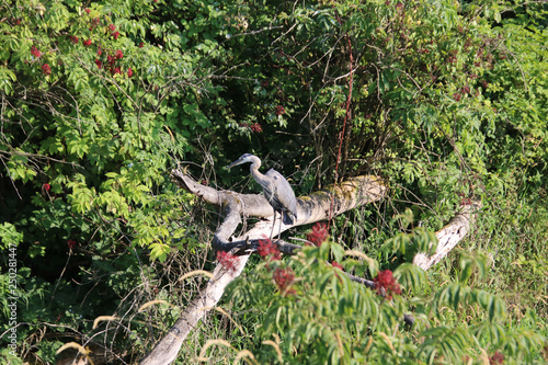 A great blue heron standing on a fallen log