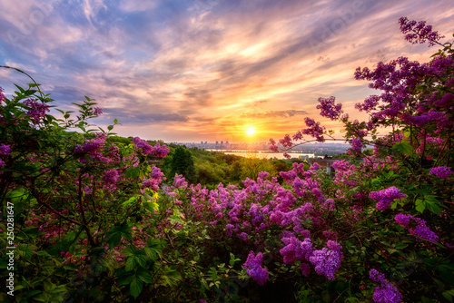 Amazing morning landscape with blossoming lilac, green trees, Dnieper river, city view and rising sun in colorful cloudy sky. Botanical garden in Kyiv (Kiev) at sunrise, Ukraine, Eastern Europe