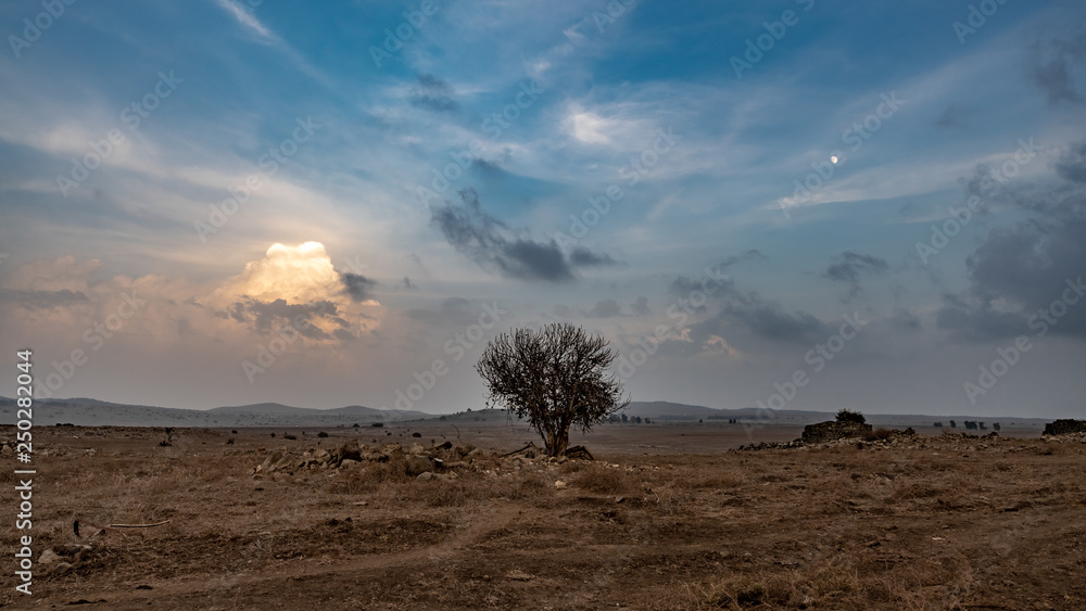 Golan Height Lonely Tree Landscape