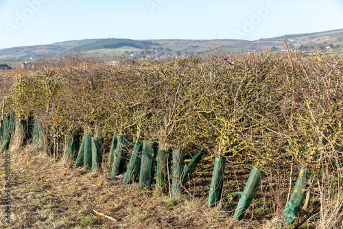 Isle of Wight, UK. February 2019.  Hedgrow which has just had a winter pruning. photo