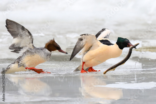 Goosander and lamprey photo