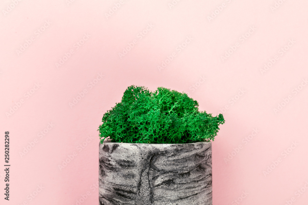 Natural moss stabilized green. Flower in pot. Eco design interior.Top View. Flat Lay.Copy space for Text. Natural moss stabilized green. Flower in pot. Eco design interior.Top View. Flat Lay.Copy space for Text.