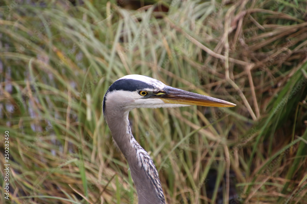 A closeup of a great blue heron's head and neck