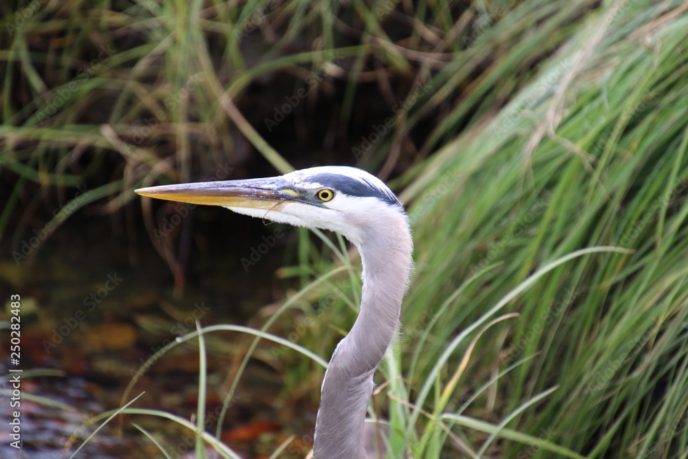 A closeup of a blue herons head A closeup of a blue herons head