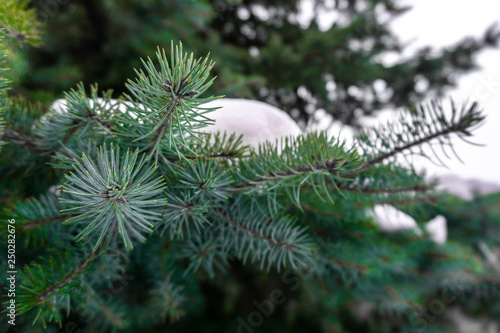 Branch ate in the snow, close-up.