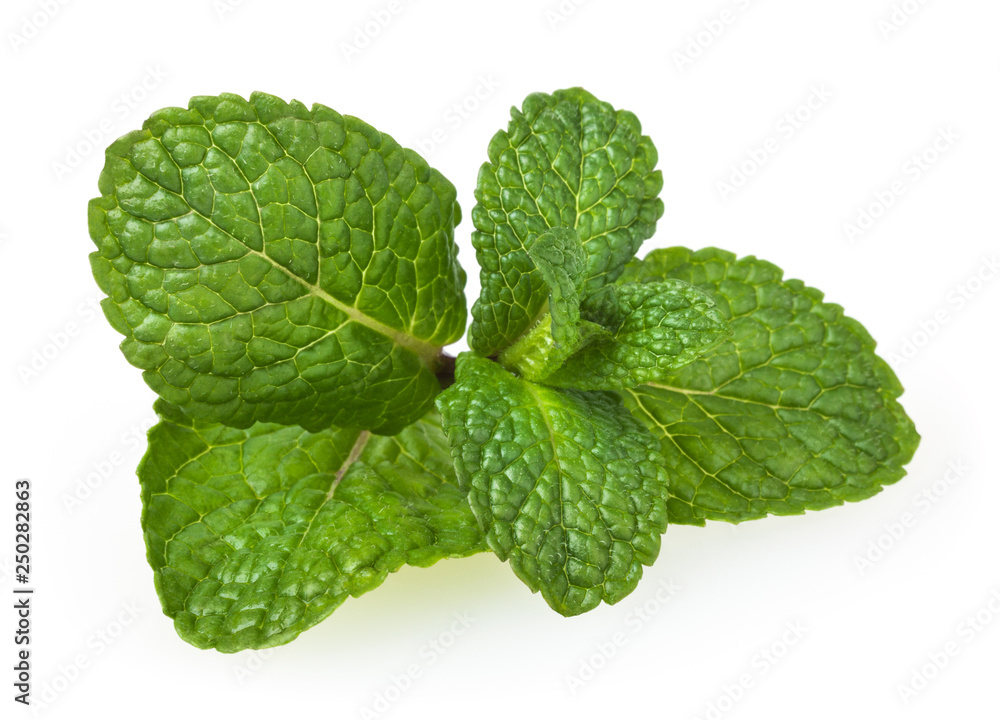 Fresh spearmint leaves isolated on white background