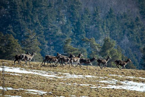 Fototapeta Naklejka Na Ścianę i Meble -  Sarny