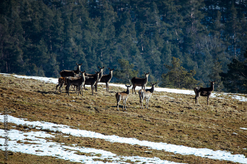 Fototapeta Naklejka Na Ścianę i Meble -  Sarny