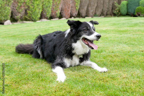 Border Collie