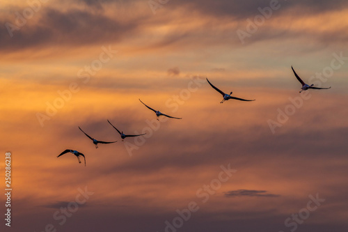 A flying flamingos. Taken during sunset.