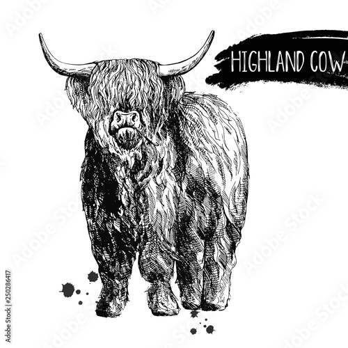Hand drawn sketch style highland cattle isolated on white background. Vector illustration.
