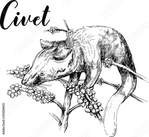 Hand drawn sketch style civet isolated on white background. Vector illustration.