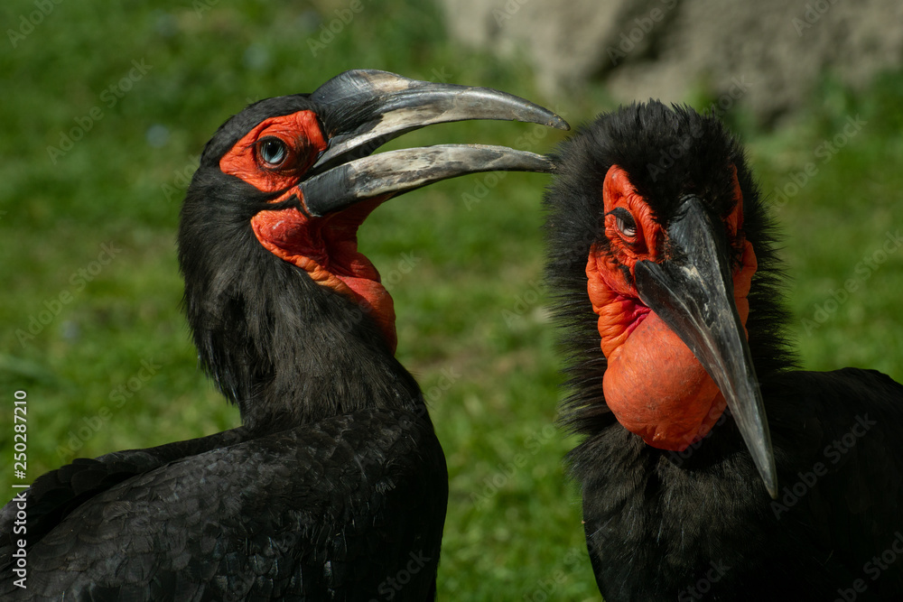 Fototapeta premium Calao Terrestre Sureño ( Bucorvus leadbeateri )​ Southern Ground Hornbill