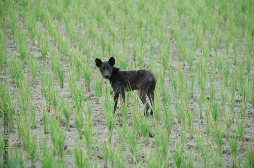 A stray dog in a rice field in Bali, Indonesia.