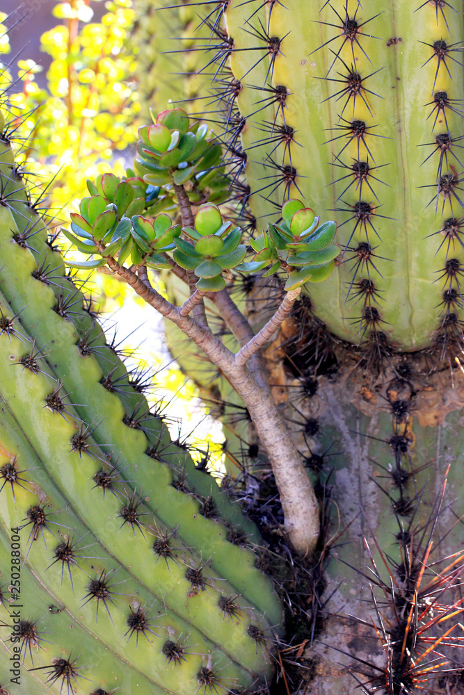 Crassula Ovata wild bonsai atypique (Original Cactus, succulent, plante  grasse) Stock Photo | Adobe Stock