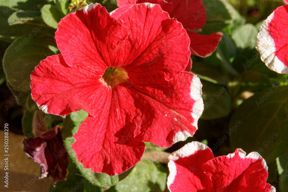 Big red petunia Big red petunia