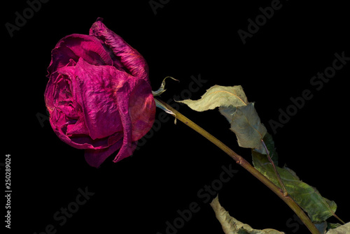 Dried purple rose flower with leafs on black background.