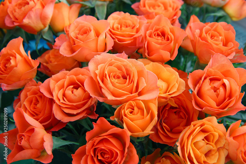 bouquet of orange roses.  light orange roses for flower textures 