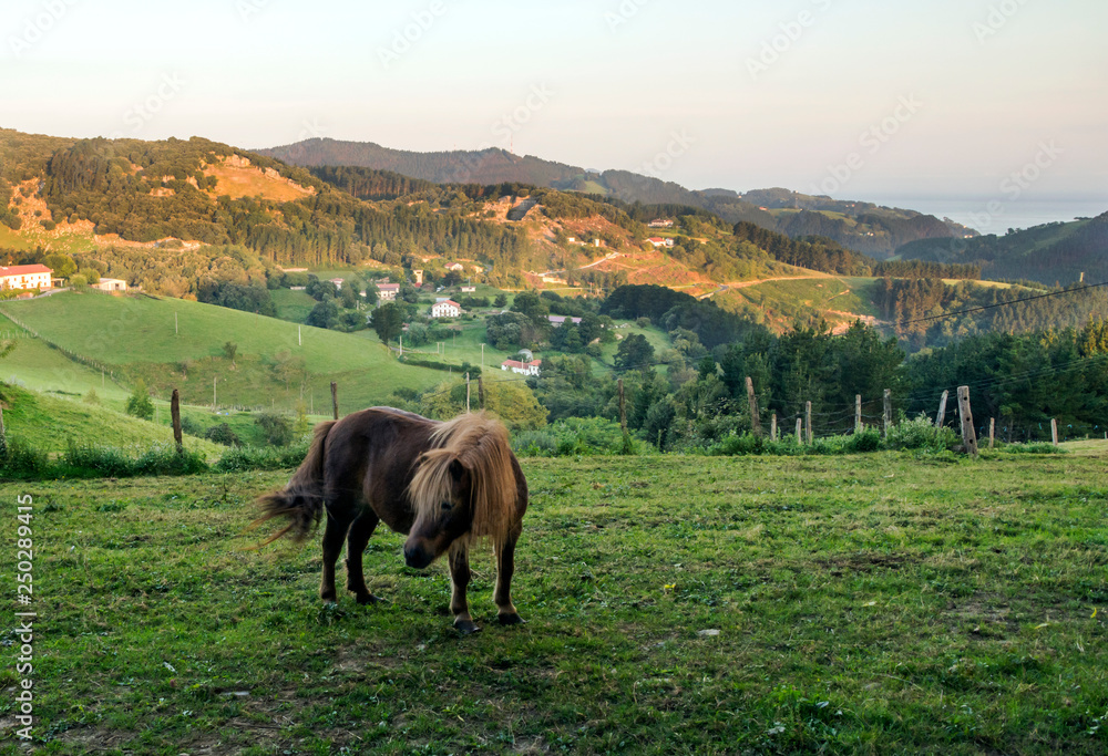 Horses in rural village in the spanish basque country in a sunny day.