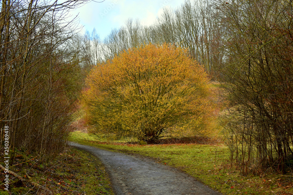 Autumn landscape Dark trees and fallen leaves on a wet path in Lane Park after the rain. A lonely tree with fiery leaves. Autumn landscape Dark trees and fallen leaves on a wet path in Lane Park after the rain. A lonely tree with fiery leaves.