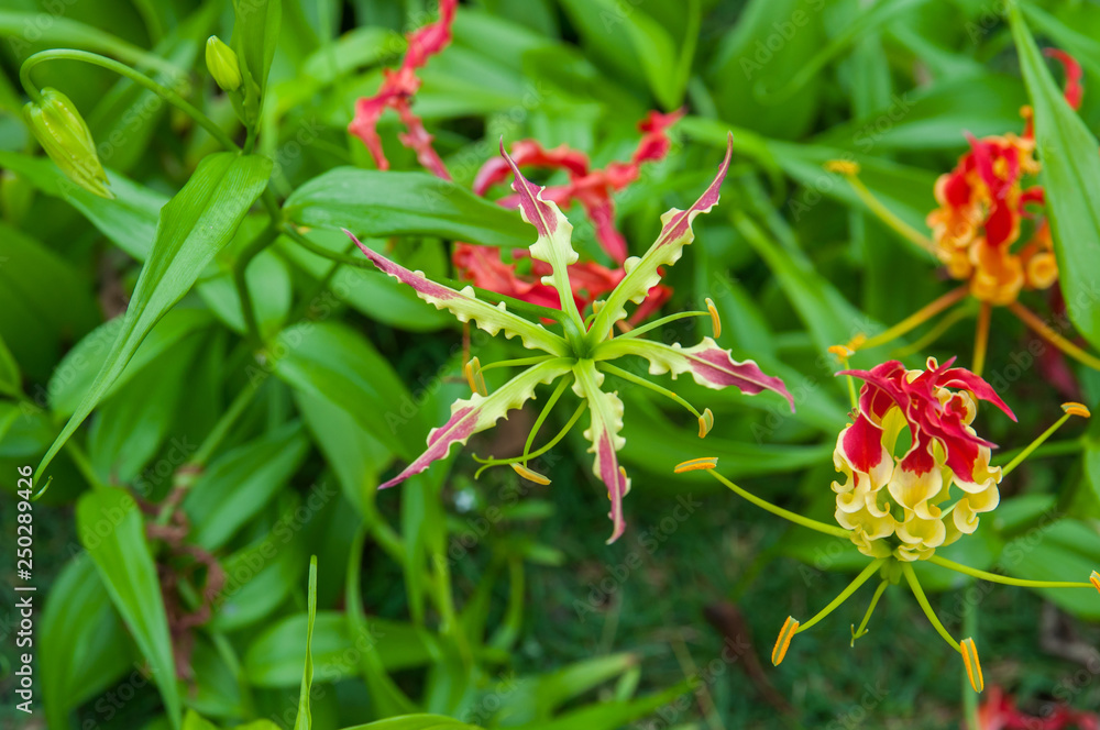 red, yellow, purple flower, fire lili