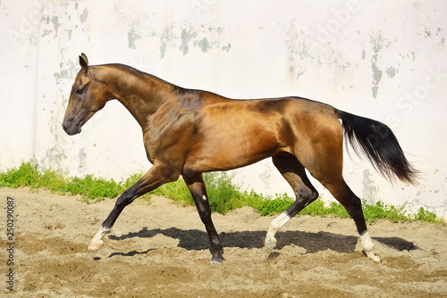 Golden buckskin Akhal Teke stallion runs in a paddock along white wall. Horizontal  side view  in motion.