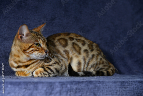 Spotted cat resting with paws underneath on dark blue background. Horizontal, side view.