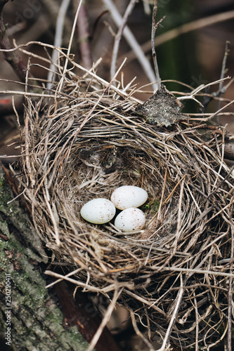 nest with wild bird eggs