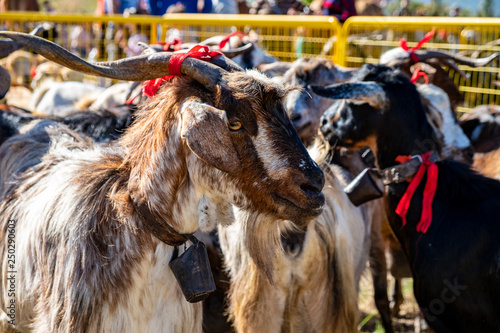 2019-01-27-Buenavista del Norte, Romeria und Viehmarkt. Im Rahmen der Romeria wurden Ziegen ausgestellt, prämiert und von dem Geistlichen gesegnet. Ziegen sind auf Teneriffa weit verbreitet.