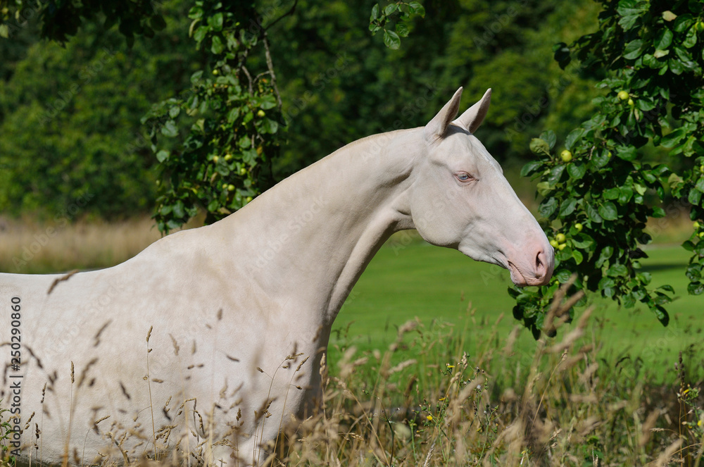 Portrait of perlino Akhal Teke stallion posing at freedom around the trees. Horizontal, side view, close up. Portrait of perlino Akhal Teke stallion posing at freedom around the trees. Horizontal, side view, close up.