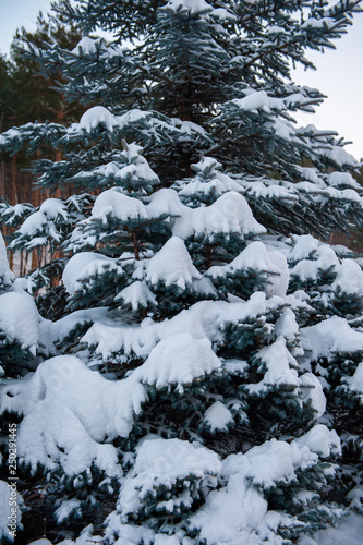 Snow-covered fir trees in t...