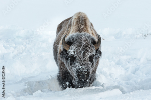 Bison in Yellowstone National Park during winter