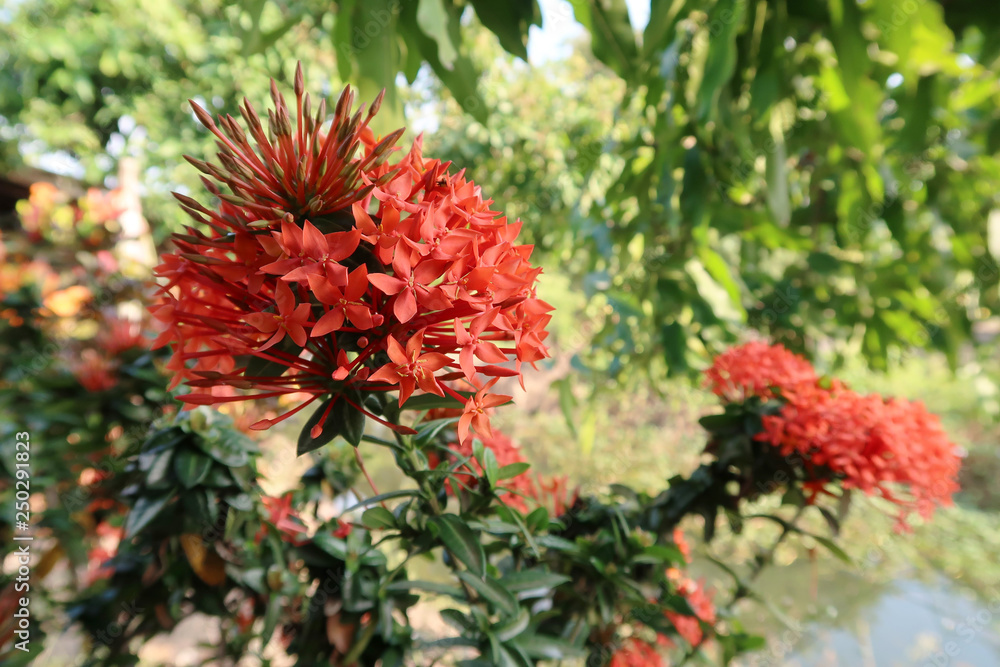 Red spike flowers on a green leaf background Red spike flowers on a green leaf background