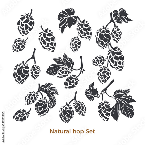 Vector nature set of hop. Natural beverage. Art shape collection