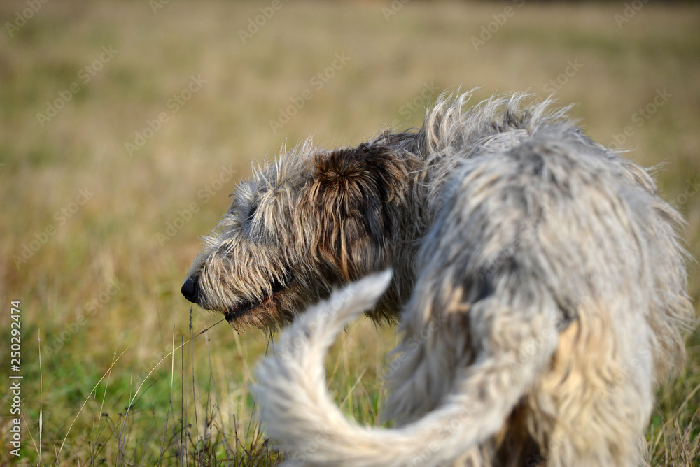 Grey Irish Wolfhound dog standing in the field. Shot from behind.