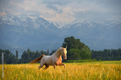 Foto Cremello Akhal Teke stallion runs in trot across the field with mountains in the distance