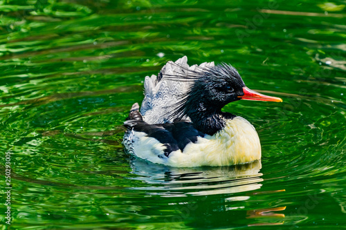 Scaly sided Merganser Chinese Merganser Duck Male Seattle Washiington photo