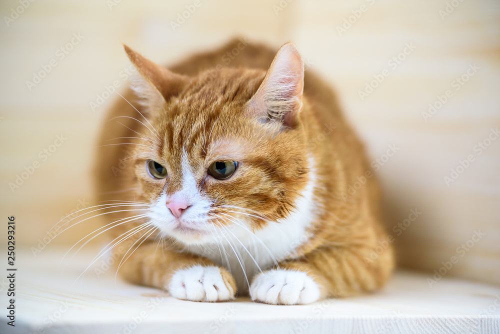 Portrait of a ginger domestic cat in the studio on a wooden background. Portrait of a ginger domestic cat in the studio on a wooden background.