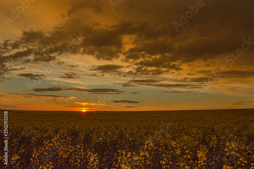 Canola fields at sunset