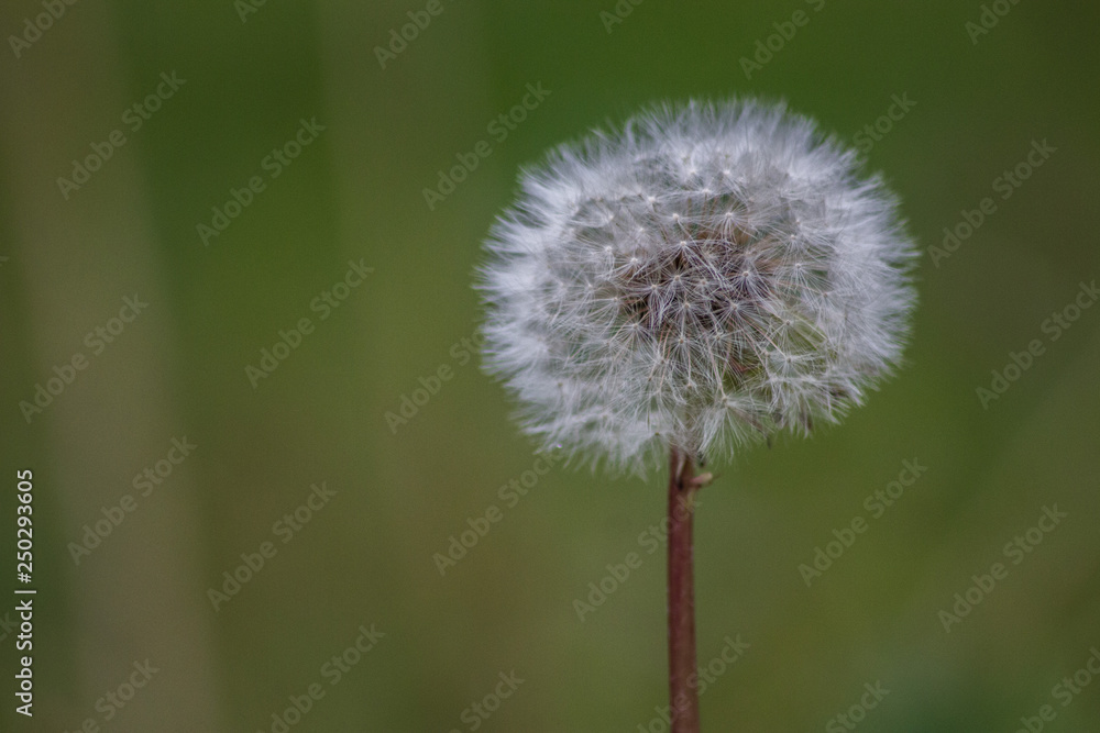 dandelion on background of green grass dandelion on background of green grass