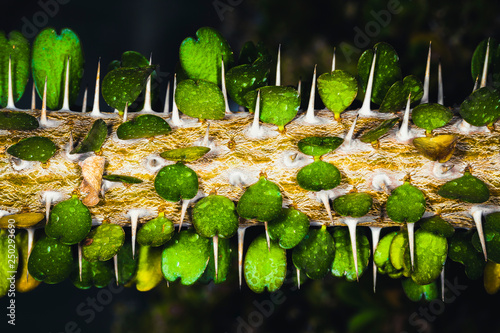 Alluaudia adscendens plant needle trunk and green leaves, background image with place for text photo