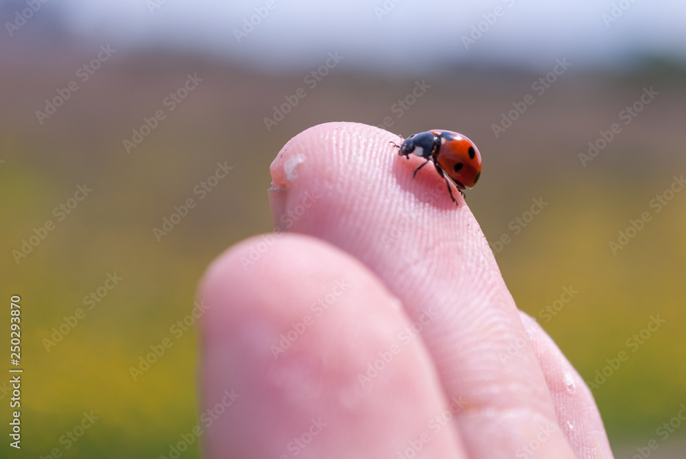 Ladybug on the fingertip Ladybug on the fingertip