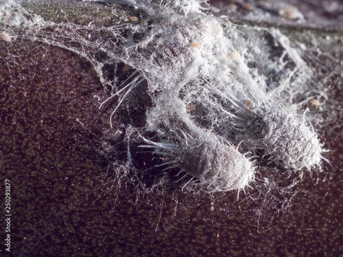 closeup of mealybug on plant