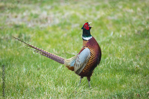 Ringneck pheasant photo