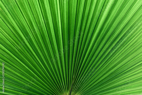 texture of green exotic  Livistona Rotundifolia    palm leaves  background image