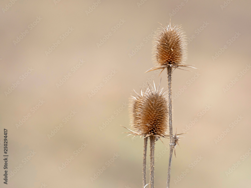 Dry plant stems close up. Nature background.