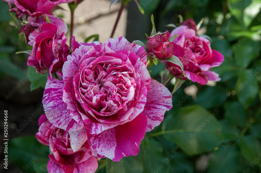 pink, white flower, rose