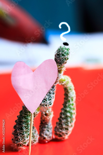 Cactus in the shape of man. near the heart. holiday gift concept photo